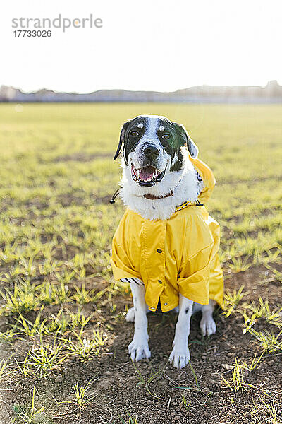 Hund trägt Regenmantel an einem sonnigen Tag auf der Wiese