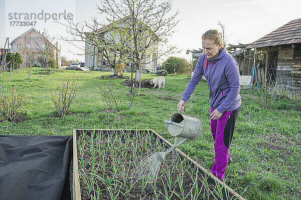 Reife Frau gießt Zwiebelsetzlinge mit Gießkanne im Garten