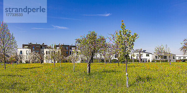 Deutschland  Baden-Württemberg  Waiblingen  Obstbäume blühen vor modernen Vorstadthäusern