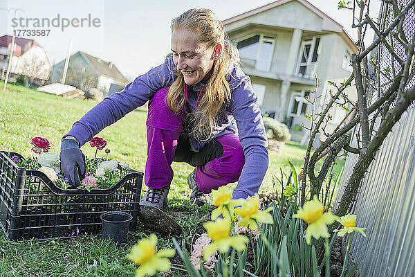 Frau pflanzt Ranunkelblumen  die an einem sonnigen Tag im Garten hocken