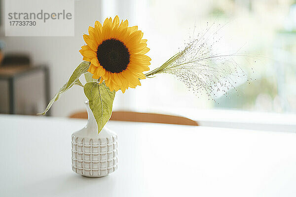 Sunflower in white vase on table