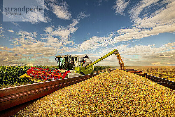 Harvester loading wheat in trailer under cloudy sky