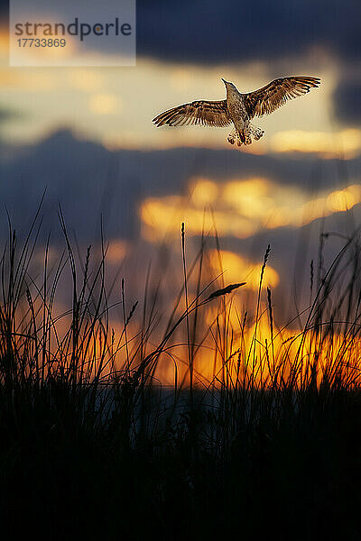 Seagull flying over beach grass at dusk