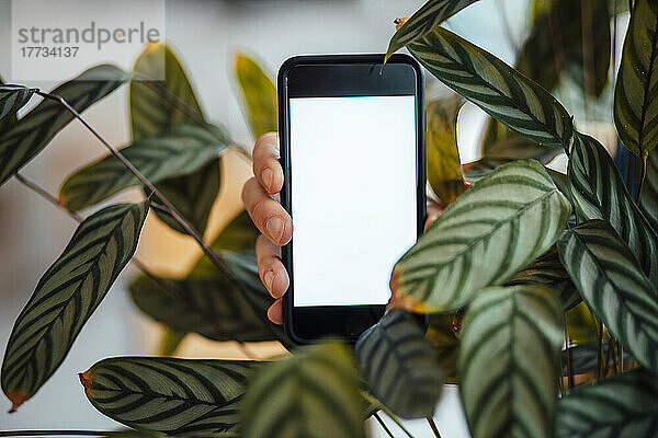 Die Hand eines Mannes hält ein Smartphone mit leerem Bildschirm inmitten einer grünen Pflanze