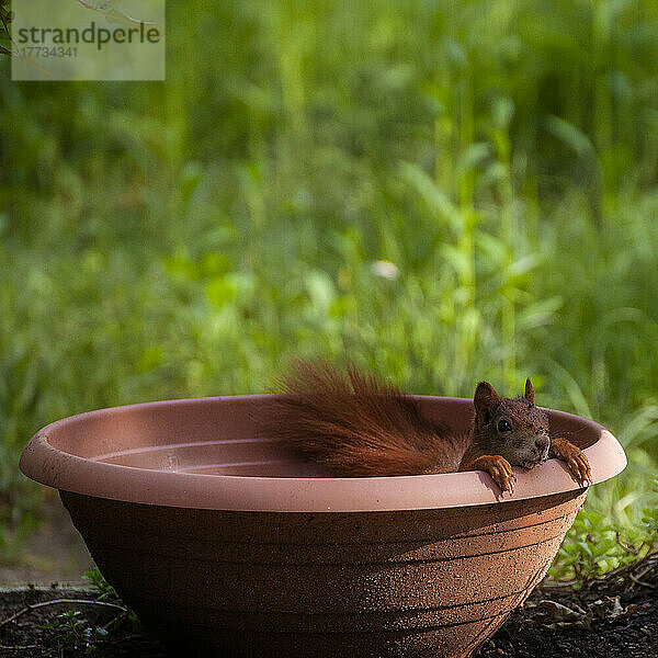 Eichhörnchen späht aus leerem Blumentopf