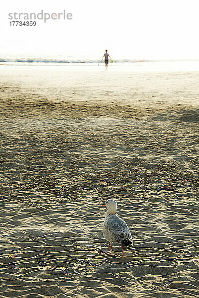 Möwe steht auf Strandsand