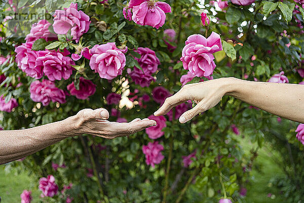Ein Paar streckt die Hand aus  um sich vor rosa Rosenpflanzen an den Händen zu halten