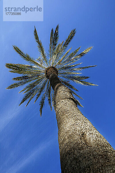 Niedriger Blickwinkel auf eine hohe Palme im Sommer