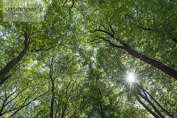 Sonnenlicht durchdringt die grünen Baumkronen der Waldbuchen