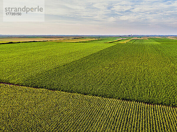 Drone view of vast corn and soybean fields