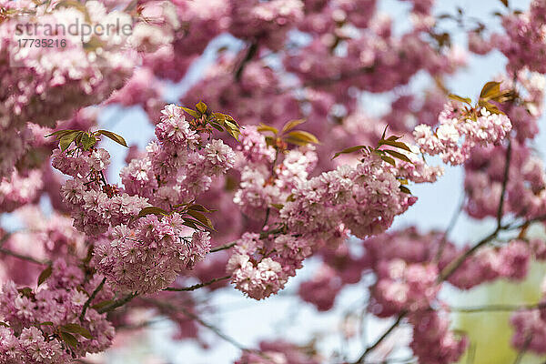 Cherry blossom branches in spring