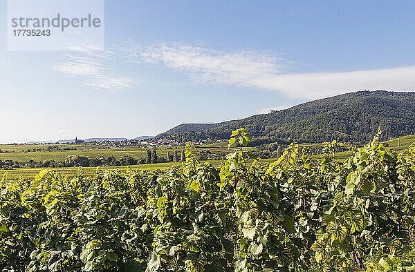 Deutschland  Rheinland-Pfalz  Burrweiler  Weintrauben wachsen im Weinberg mit Dorf im Hintergrund