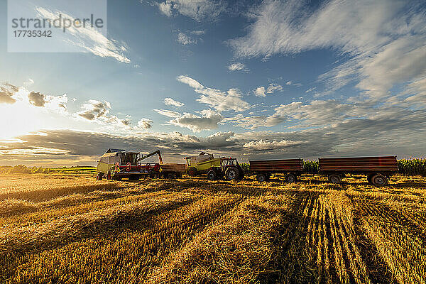 Combine harvester and trailers on wheat field at sunset