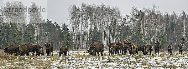 Polen  Woiwodschaft Podlachien  Europäischer Bison (Bison bonasus) im Bialowieza-Wald
