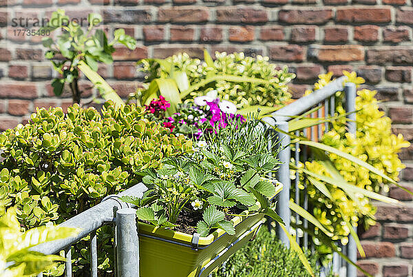 Kräuter und Blumen im Balkongarten kultiviert