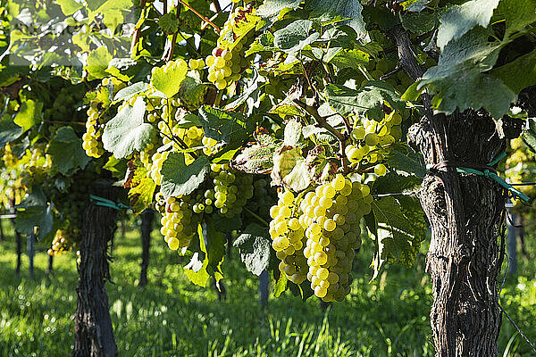 Weiße Trauben wachsen im Sommerweinberg