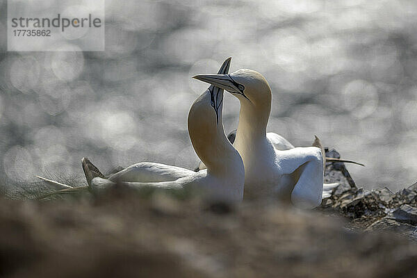 Two northern gannets (Morus bassanus) touching with beaks