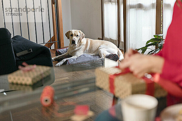 Labrador Retriever schaut Frau beim Einpacken von Weihnachtsgeschenken zu