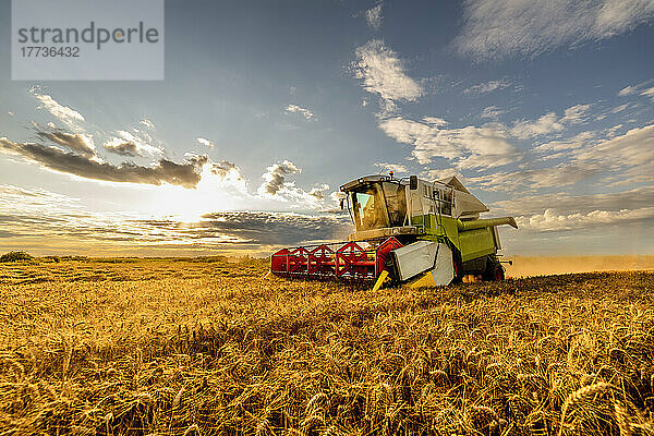 Combine harvester harvesting wheat on field