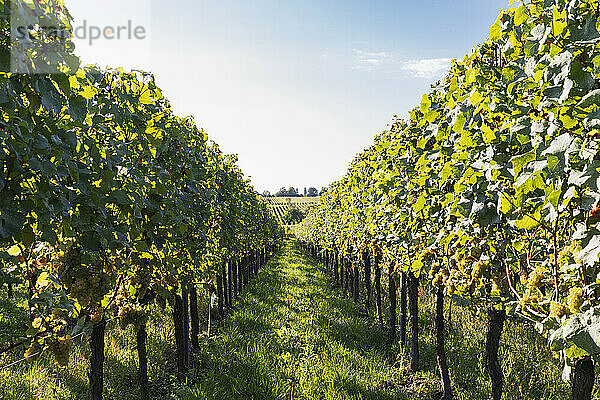 Weiße Trauben  die im Sommerweinberg angebaut werden