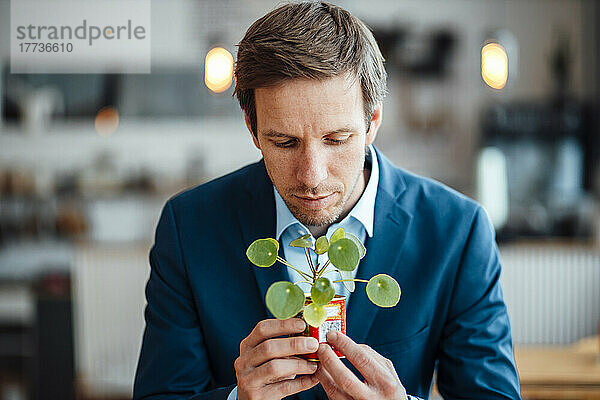 Reifer Geschäftsmann betrachtet Topfpflanze im Café