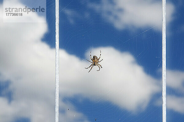 Spinne auf Spinnennetz  das gegen Wolken hängt