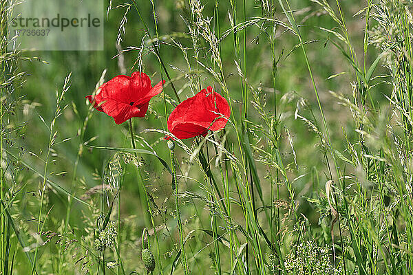 Leuchtend rote Mohnblumen blühen im Frühling