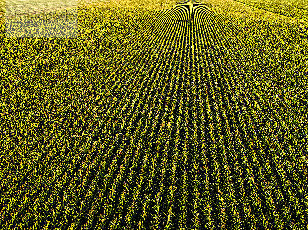 Drone view of vast corn field