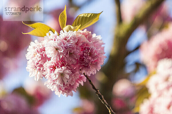 Cherry blossom branch in spring