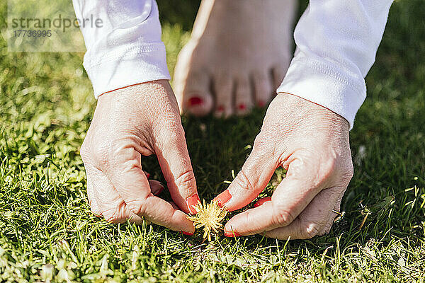 Hände einer Frau  die an einem sonnigen Tag Blumen aus dem Gras pflückt