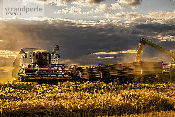 Erntemaschine lädt bei Sonnenuntergang Weizen in Anhänger