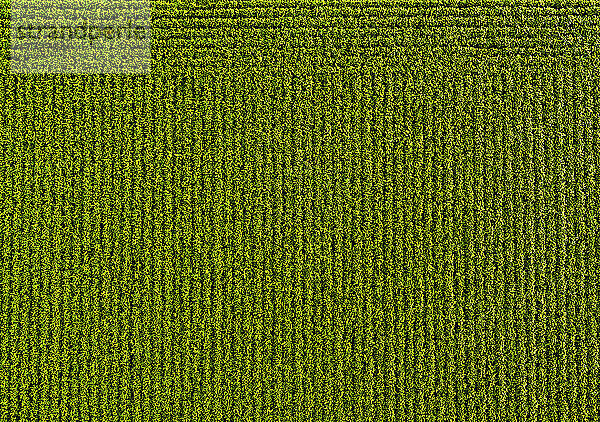 Drohnenansicht des grünen Sojabohnenfeldes