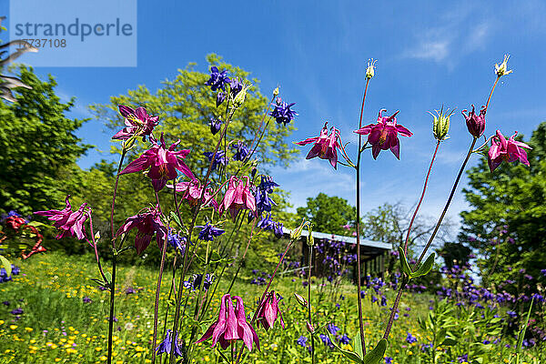 Columbine-Blumen blühen im Frühlingsgarten