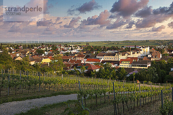 Österreich  Niederösterreich  Poysdorf  Sommerweinberg vor einer ländlichen Stadt in der Abenddämmerung