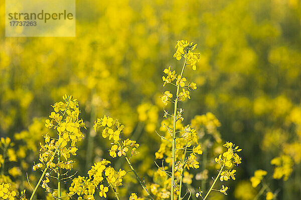 Raps blüht im Frühling