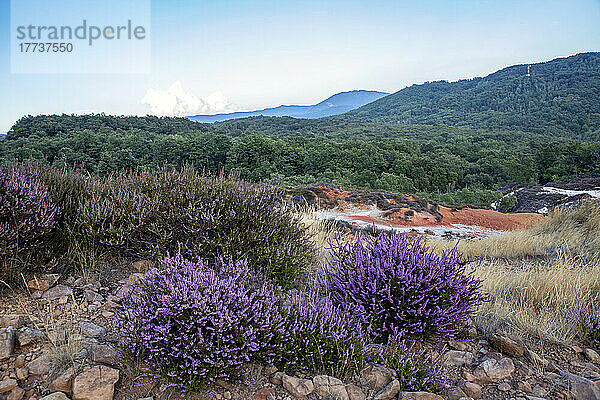 Lavender growing at at geothermal natural park Biancane st Monterotondo Marittimo  Grosseto  Italy