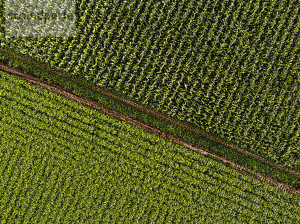 Drone view of footpath separating corn and soybean fields