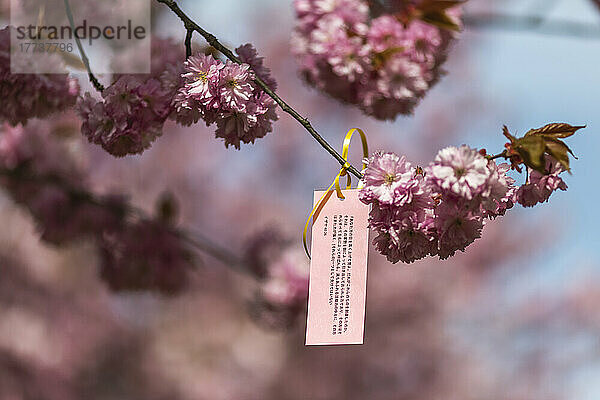 Kleines Informationsschild  das im Frühling am Kirschblütenzweig hängt