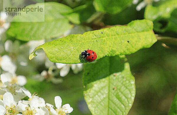 Ladybug crawling on green leaf