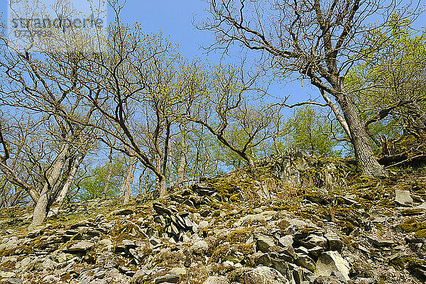 Deutschland  Hessen  Hügel am Knorreichenstieg im Nationalpark Kellerwald-Edersee