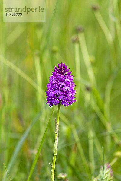 Pyramidenorchidee (Anacamptis pyramidalis) blüht im Frühling