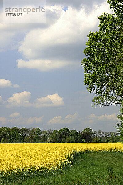 Sommerwolken über einem riesigen gelben Rapsfeld
