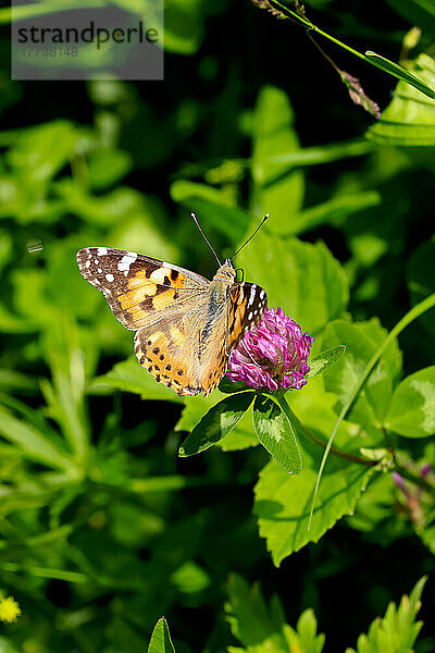 Distelfalter (Vanessa Cardui) hockt auf einer Wildblume