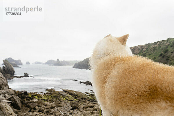 Shiba Inu Hund steht vor dem Meer