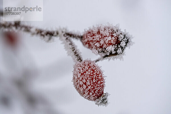 Frost covered rose hips in winter