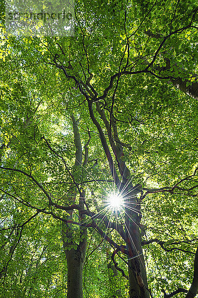Sonnenlicht durchdringt die grünen Baumkronen der Waldbuchen