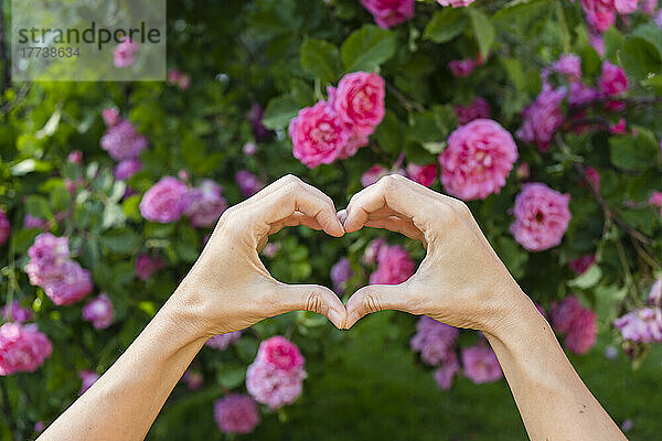 Hände einer Frau formen vor rosa Rosen ein Herz
