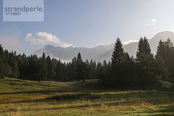 Waldwiese im Karwendelgebirge im Morgengrauen