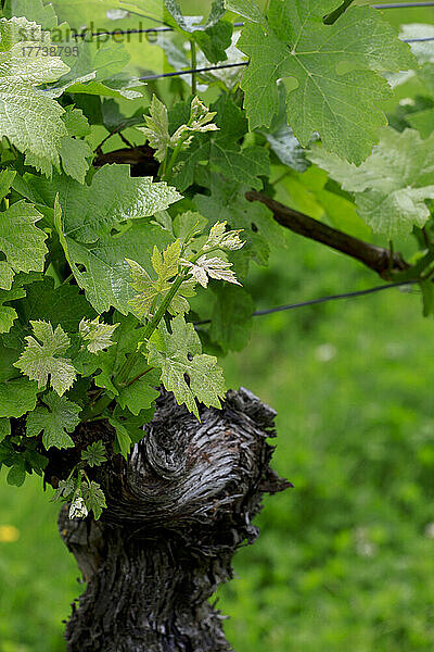 Nahaufnahme grüner Reben im Frühling