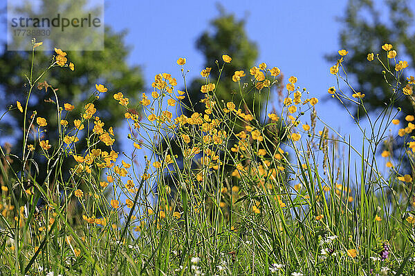 Buttercups blooming in springtime meadow